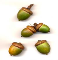 <p><span><strong>Široké vejčité plody v ploché číšce</strong></span></p>