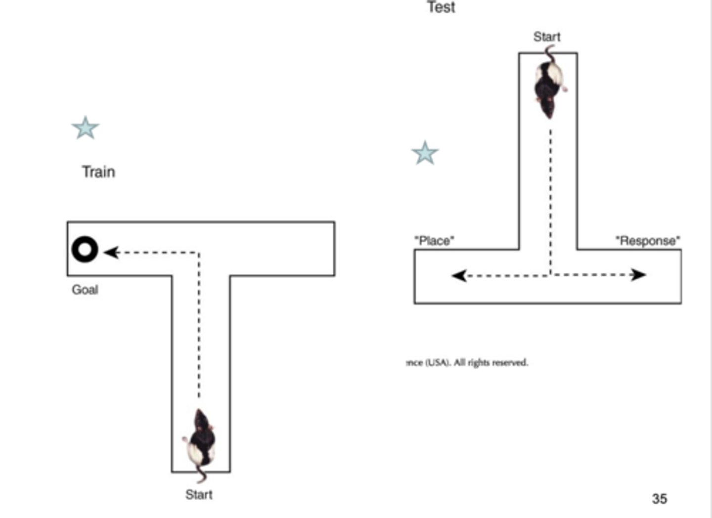 <p>- running to star = <strong>place-based response</strong> (hippocampus dependent)</p><p>- running away from star = <strong>stimulus-response based</strong> (Striatal dependent)</p><p>- note: previously reinforced behavior is up and left</p>