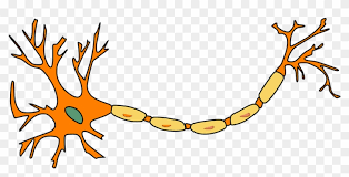 <p>label motor neurone</p>