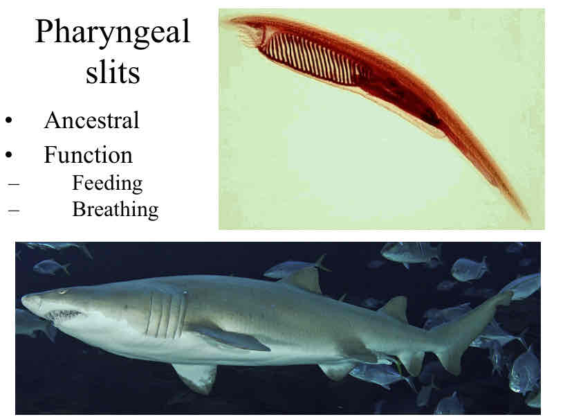 <p>Pharyngeal slits</p>