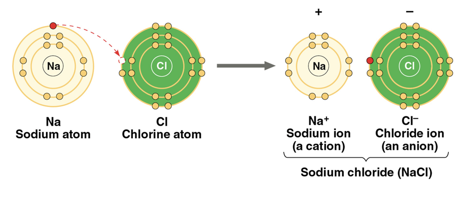 <p>atoms strip an electron from their bonding partners—attraction of opposite electrical charges</p><ul><li><p>weaker than covalent bond, stronger than hydrogen bond</p></li></ul><p></p>