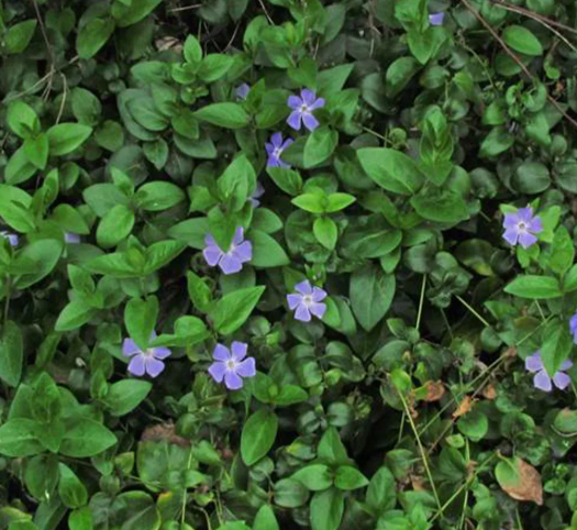 <ul><li><p>very herbaceous</p></li><li><p>distinct blue/purple flower</p></li><li><p>does not suberize quickly</p></li><li><p>only outside in the gardens</p></li></ul><p></p>