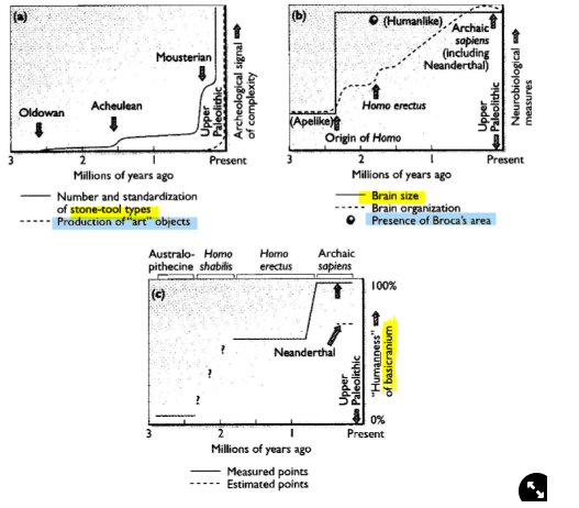 <ul><li><p>get an archaeological signal of complexity using tools</p></li><li><p>put in neurobiological measures to work out how the person would have reacted and the brain areas involved</p></li><li><p>can look at skull features to understand intelligence and speech</p></li></ul>