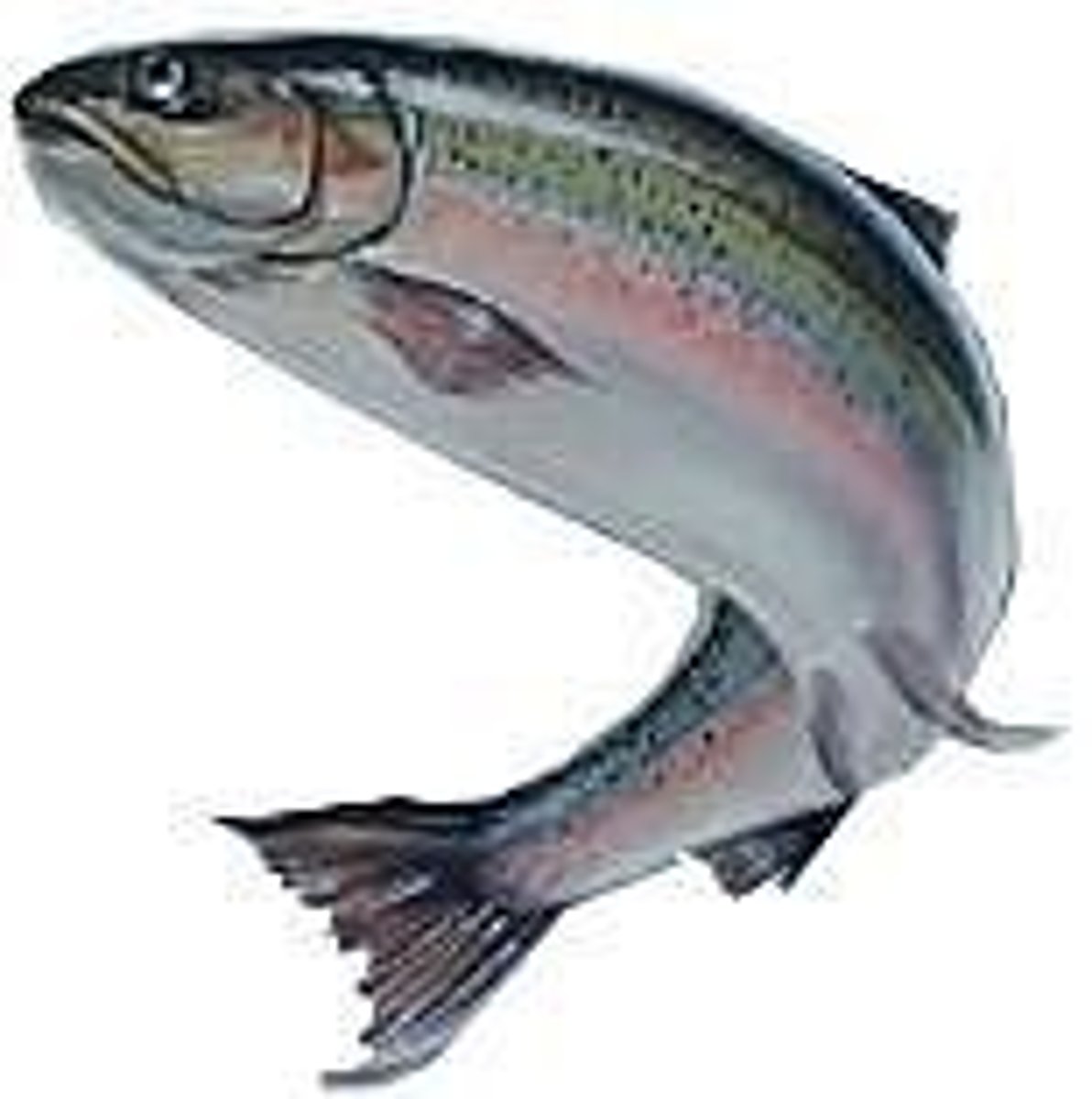 <p>• Body fluids of bony fishes with only moderate amount of salt</p><p>• Osmoregulators</p><p>• Some manage to adjust to both, salt and fresh water</p><p>(salmons), most cannot.</p>