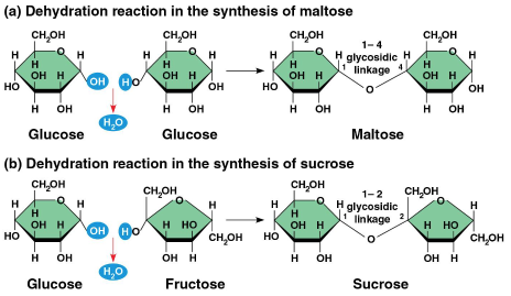 <p>Disaccharides</p>