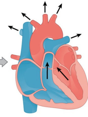 <p>Ventricles contract Blood moves from ventricle to arteries</p>