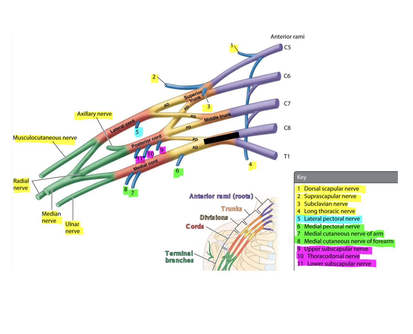 knowt flashcard image