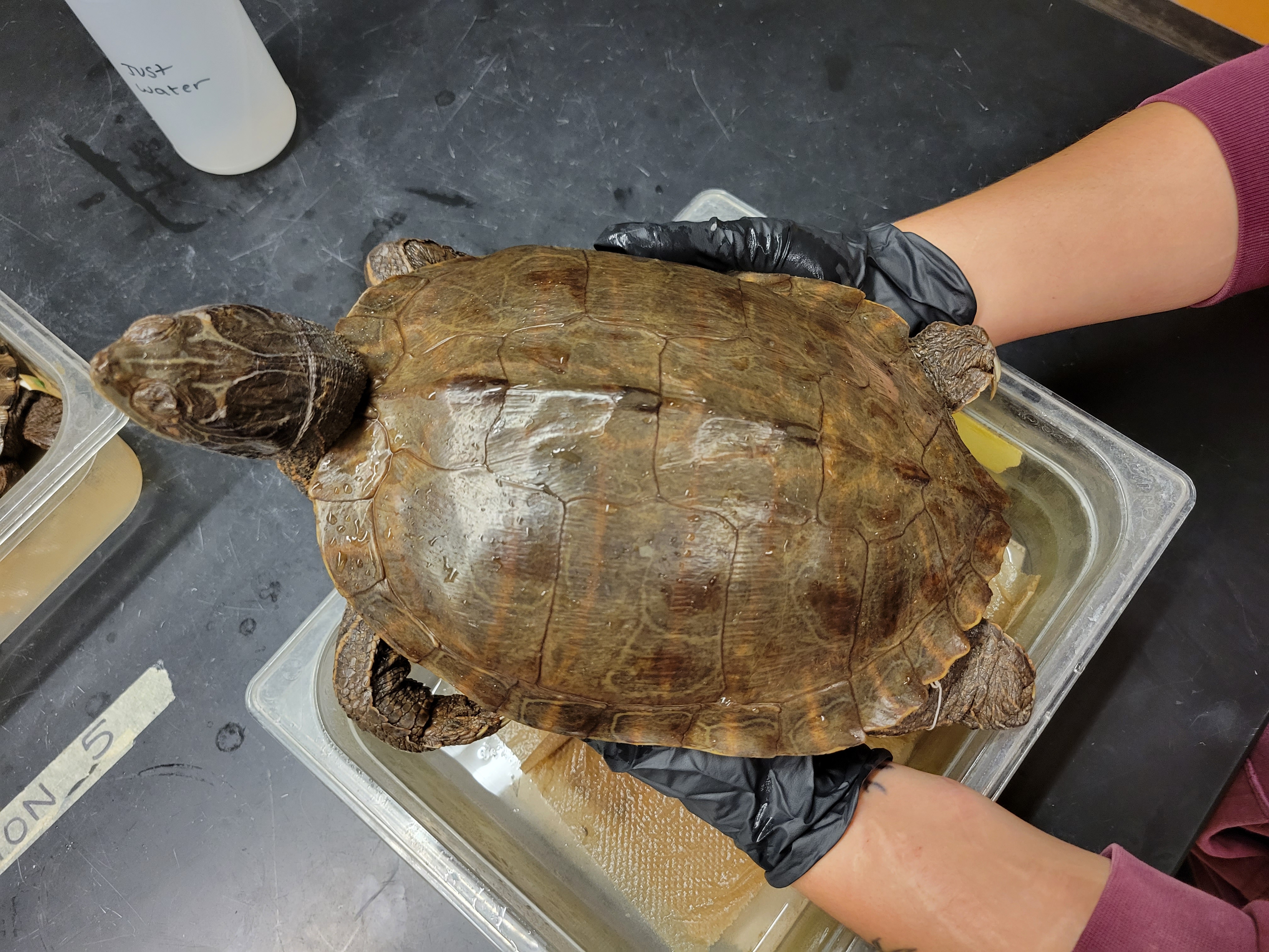 <p><span style="font-family: hurme_no2-webfont, -apple-system, system-ui, sans-serif">Map Turtles</span><br><br><span style="font-family: hurme_no2-webfont, -apple-system, system-ui, sans-serif">Genus consists of 11 species of lake and riverine turtles. Oval carapaces have a medial keel that varies from a low, raised mound to well-developed, spiny or blunt protuberances. Posterior rim of the carapace is strongly serrated. Plastron lacks a hinge. These turtles are molluscivorous. Pattern of markings on the carapace resemble contour lines on a map. The limbs and head of these turtles are heavily patterned with yellow and black stripes, whorls and curlicues.</span></p>