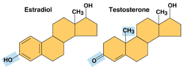 <p>Estradiol and testosterone</p>