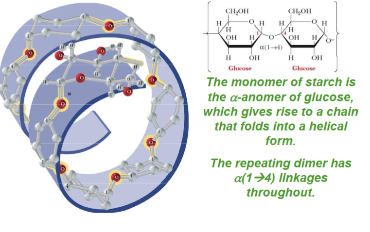<ul><li><p>is used for <strong>energy storage</strong> in plants and is a polysaccharide of alpha-D-glucose units; can debranch enzymes by cleaving at alpha-1,6 glycoside linkages and alpha-(1→6) glycosidase</p></li><li><p>alpha-amylase=endoglycosidase</p><p>Starch→glucose + maltose</p></li><li><p>beta-amylase=exoglycosidase</p><p>cleaves maltose units off nonreducing end of polymer chain</p></li></ul><p></p>