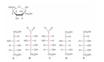 <p>based on the form of the cyclic sugar in a haworth projection, which fischer projection formula could have formed this structure? (ch7)</p>