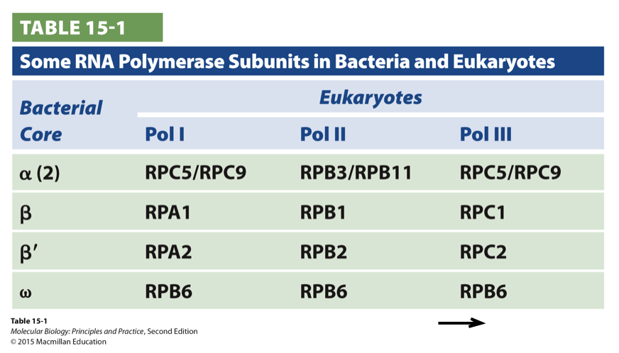 <ul><li><p>some subunits are common to all classes of eukaryotic RNA polymerases and some are related to bacterial RNA polymerase</p></li></ul>