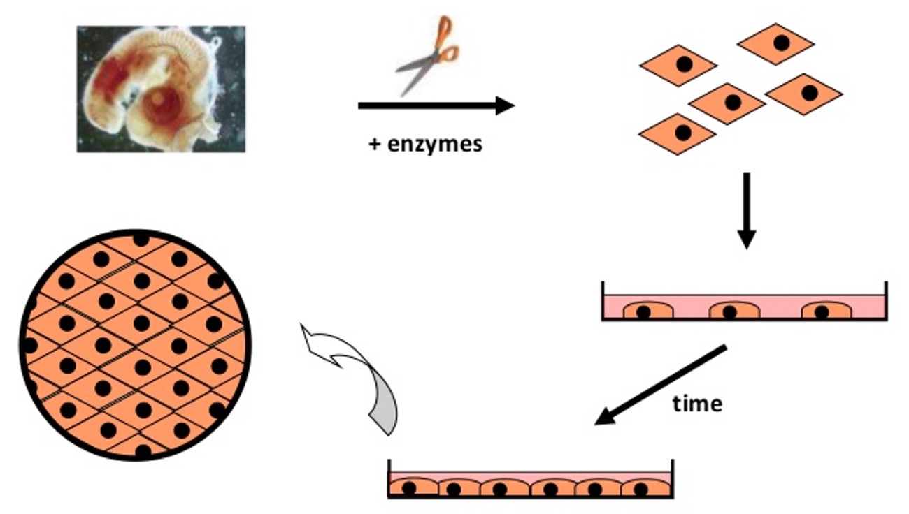 <p><span>“freshly” isolated and kept for a short time</span></p><p style="text-align: left"><span>e.g. animal or patient’s tissue sample</span></p><p style="text-align: left"><span>limited life-span</span></p>