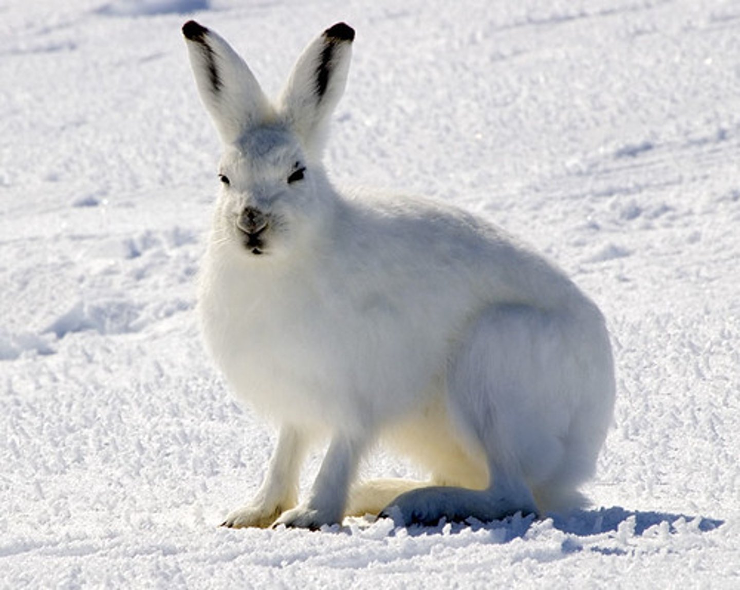 <p>Lepus arcticus</p>