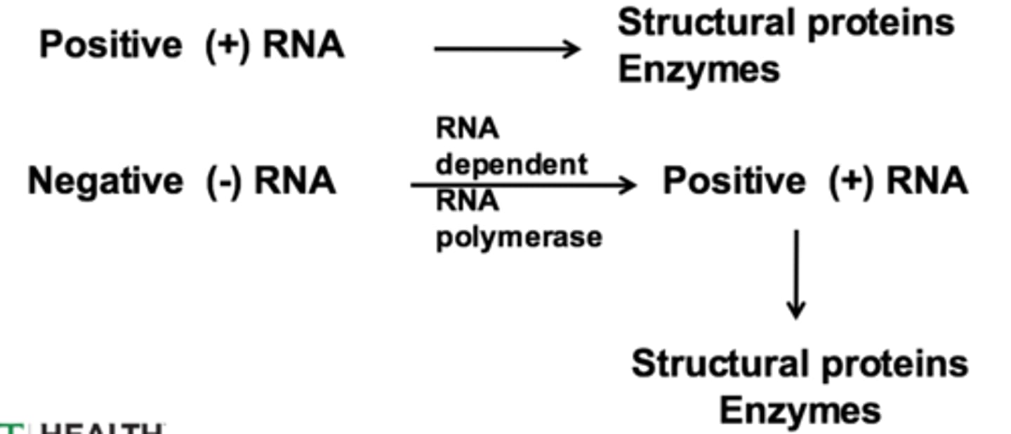 <p>single stranded (DNA or RNA) virus whose genetic code is the coding strand, directly encoding proteins</p>
