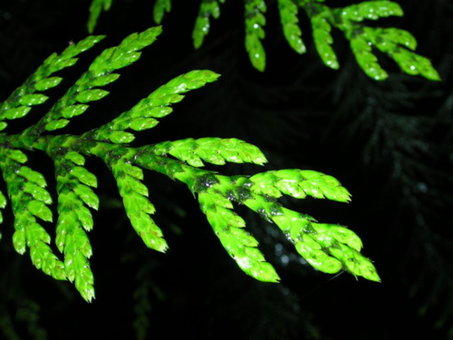 <p>leaves in the shape of small, flat or thickened triangles with little or no differentiation of a blade</p>