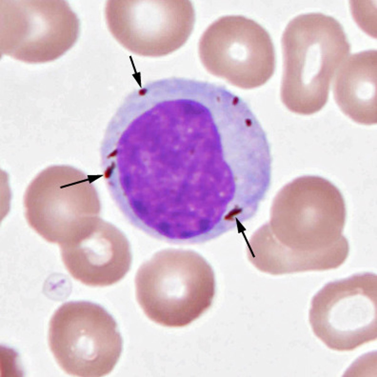 <p>plasmodium parasites make</p>