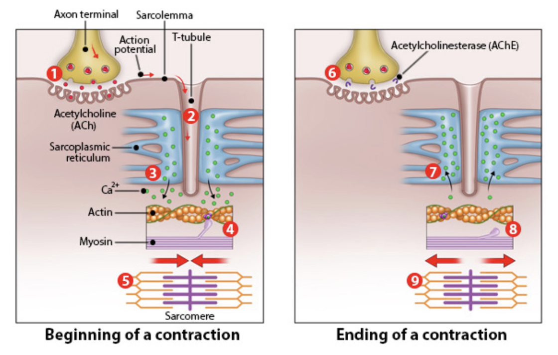 <ol><li><p>acetylcholine binds to skeletal muscle fibers (nicotinic receptors)</p></li><li><p>action potentials moves into t-tubules</p></li><li><p>Ca2+ release by sarcoplasmic reticulum (trigger for contraction)</p></li><li><p>Ca2+ binds to troponin; active cross-bridge cycling</p></li><li><p>skeletal muscle contraction</p></li><li><p>acetylcholinesterase in cleft of NMJ degrades acetylcholine</p></li><li><p>Ca2+ pumped into extracellular fluid and SR</p></li><li><p>tropomyosin blocks cross-bridge formation</p></li><li><p>skeletal muscle contraction is prevented</p></li></ol>