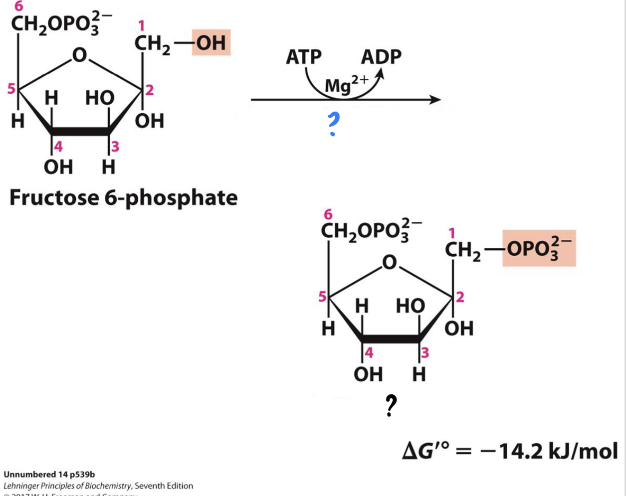 <ul><li><p><mark data-color="blue">_____________________</mark> transfers a phosphate group from ATP to the opposite end of the sugar, <u>investing a second molecule of ATP</u>. This is a key step for the regulation of glycolysis.</p></li></ul>