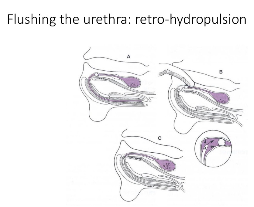 <p>Urethral obstruction management- from calculi </p>