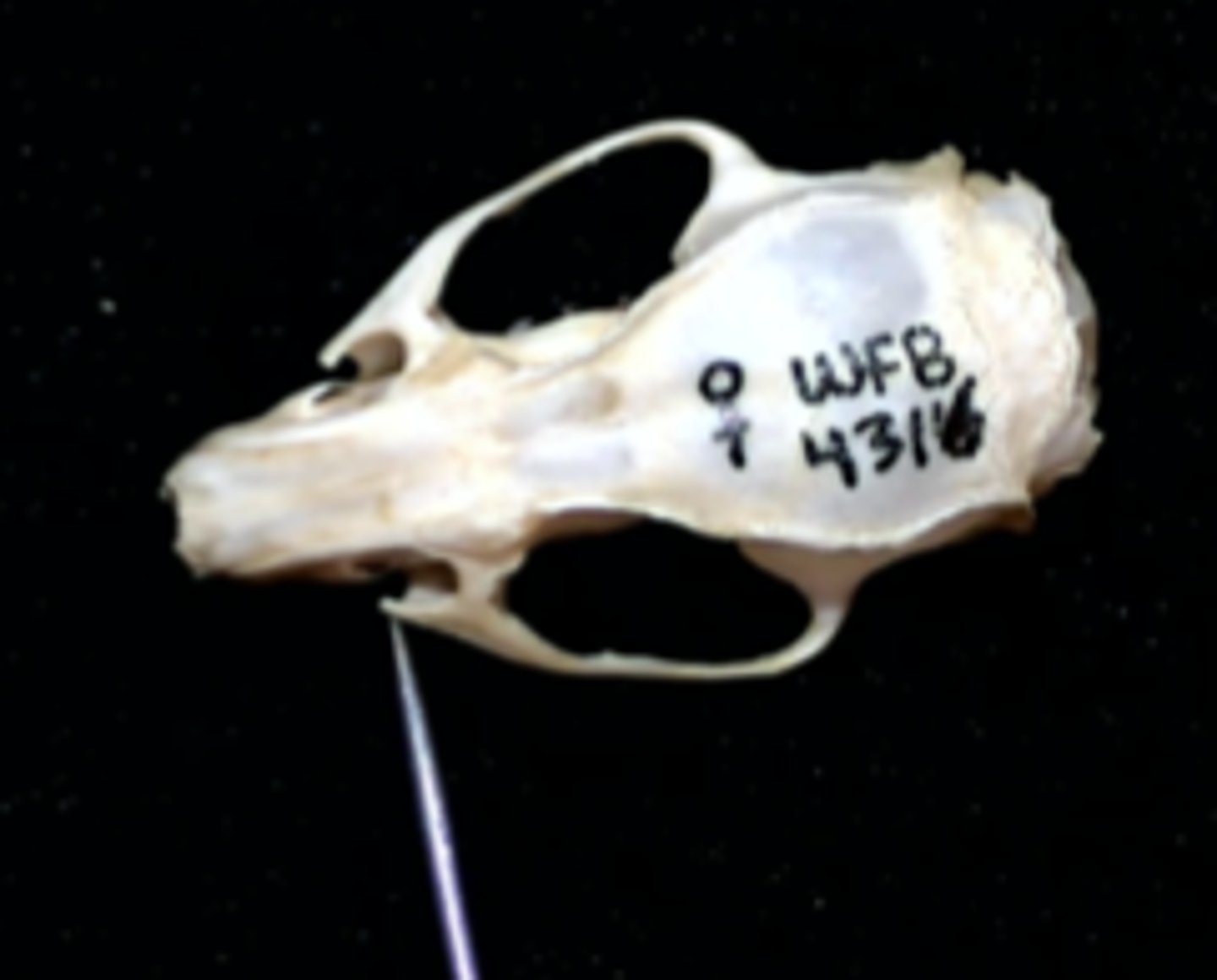 <p>Process of the zygomatic plate</p>