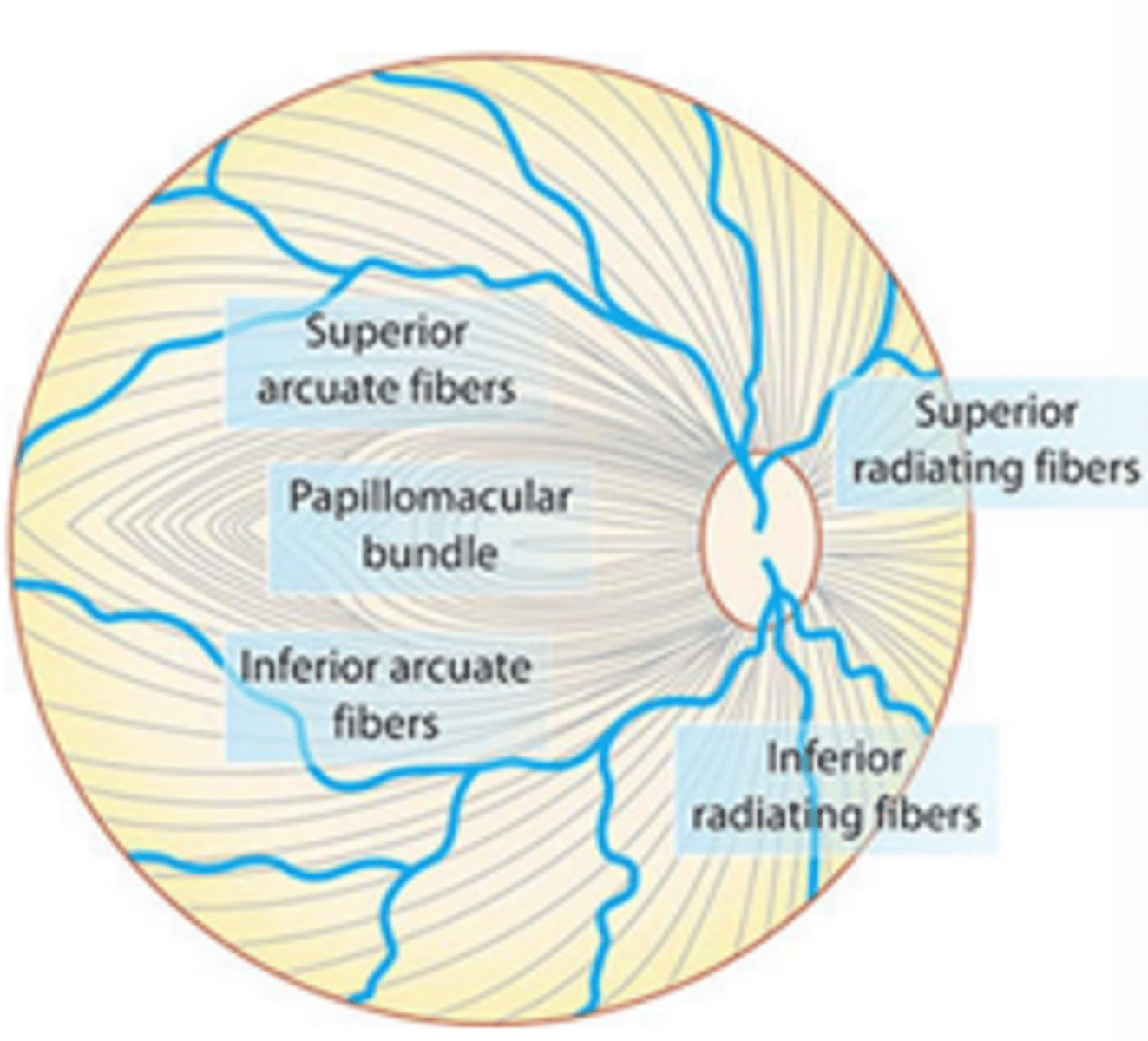 <p>Fibers of the ____ retina are more susceptible to damage caused by glaucoma due to their peripheral arrangement in the optic nerve causing more mechanical strain from the lamina cribrosa</p>