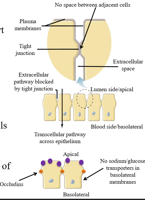<ul><li><p>Form nearly impermeable junctions </p></li><li><p>Link cells together</p></li><li><p>Limit movement of molecules between cells - molecules must go through cells or through the plasma membrane</p></li><li><p>Limit integral protein and lipid movement to preserve function</p><p></p><p></p></li></ul><p></p>