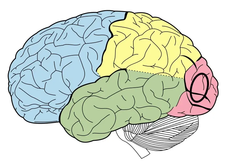 <p>Occipital lobe/ visual cortex</p>