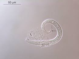 <p>Canine lungworm</p>
