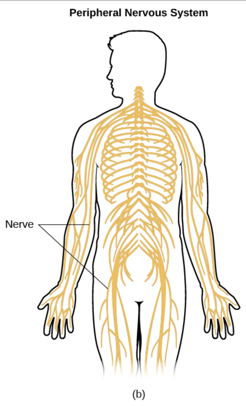 <p>peripheral nervous system (PNS)</p>