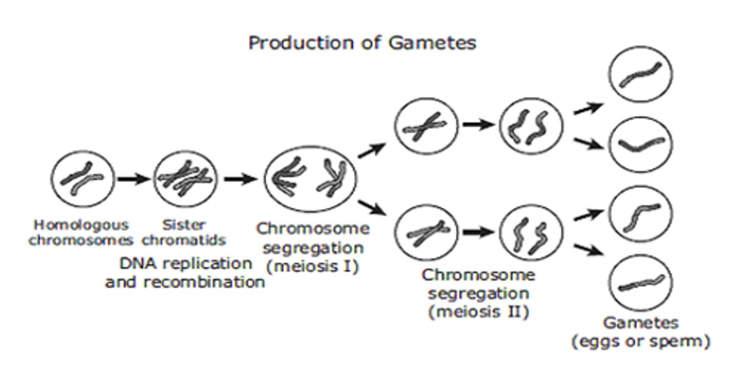 <p>a mature haploid male or female germ cell that is able to unite with another of the opposite sex in sexual reproduction to form a zygote.</p>