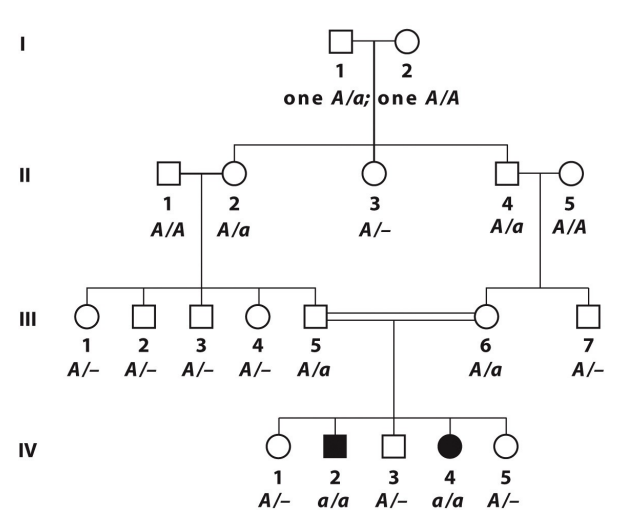 inbreeding increases chance of homozygous recessive progeny