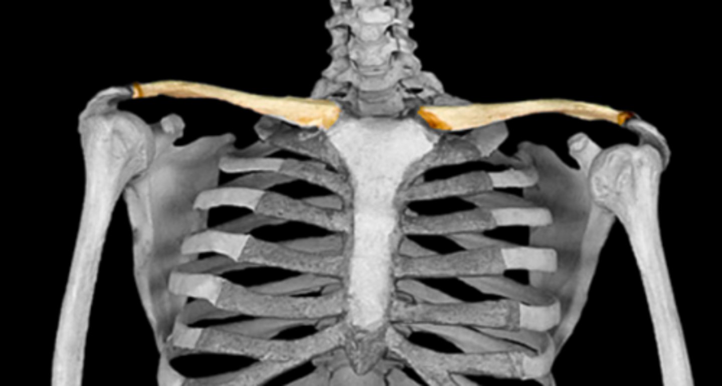 <p>manubrium to scapula</p>