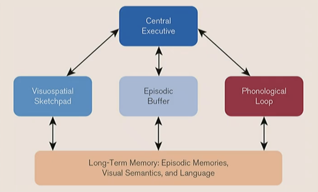 <p>He included the episodic buffer; a passive store with a limited capacity. It stores bound information like episodic memories. </p>