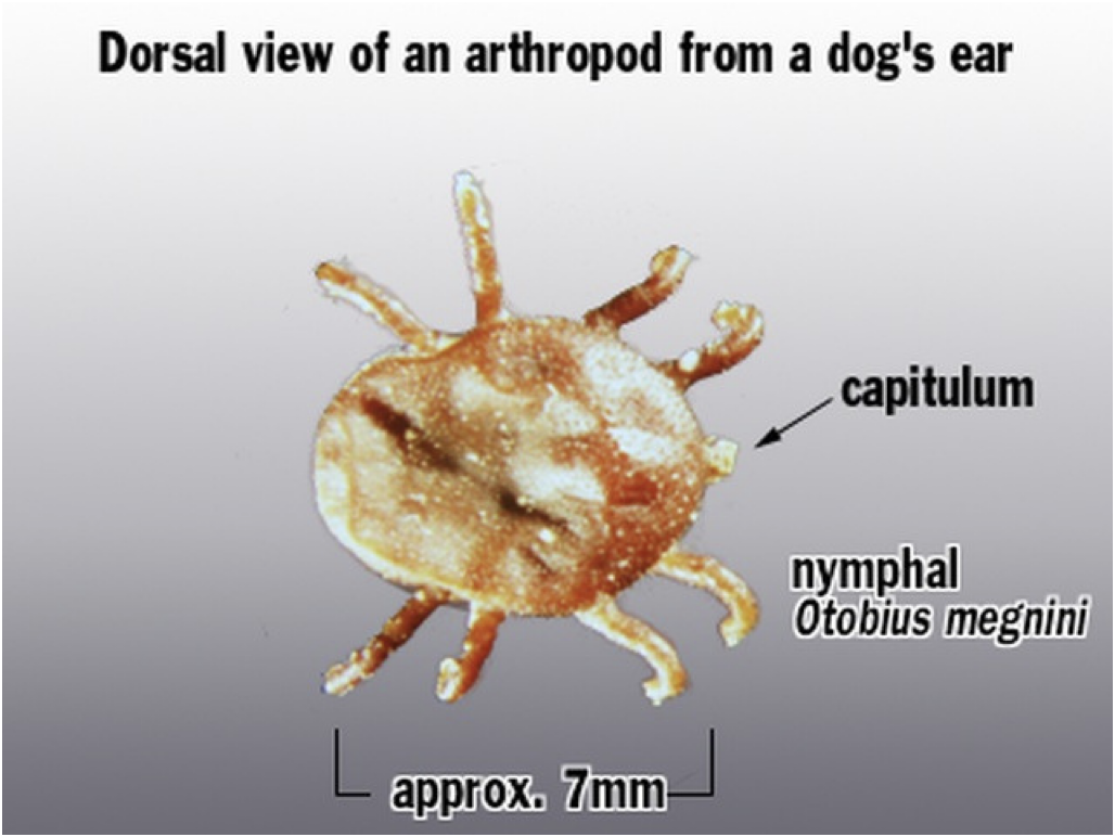 <ul><li><p>Spinose ear tick</p></li></ul><p>This tick is usually found in the ears of the definitive host. Large numbers can cause ulceration deep in the external ear and the common name is the Spinose ear tick. </p><p>*ONLY ARGASID TICK (soft tick)</p>