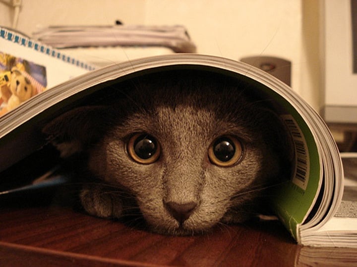 <p>to hide (oneself)</p>