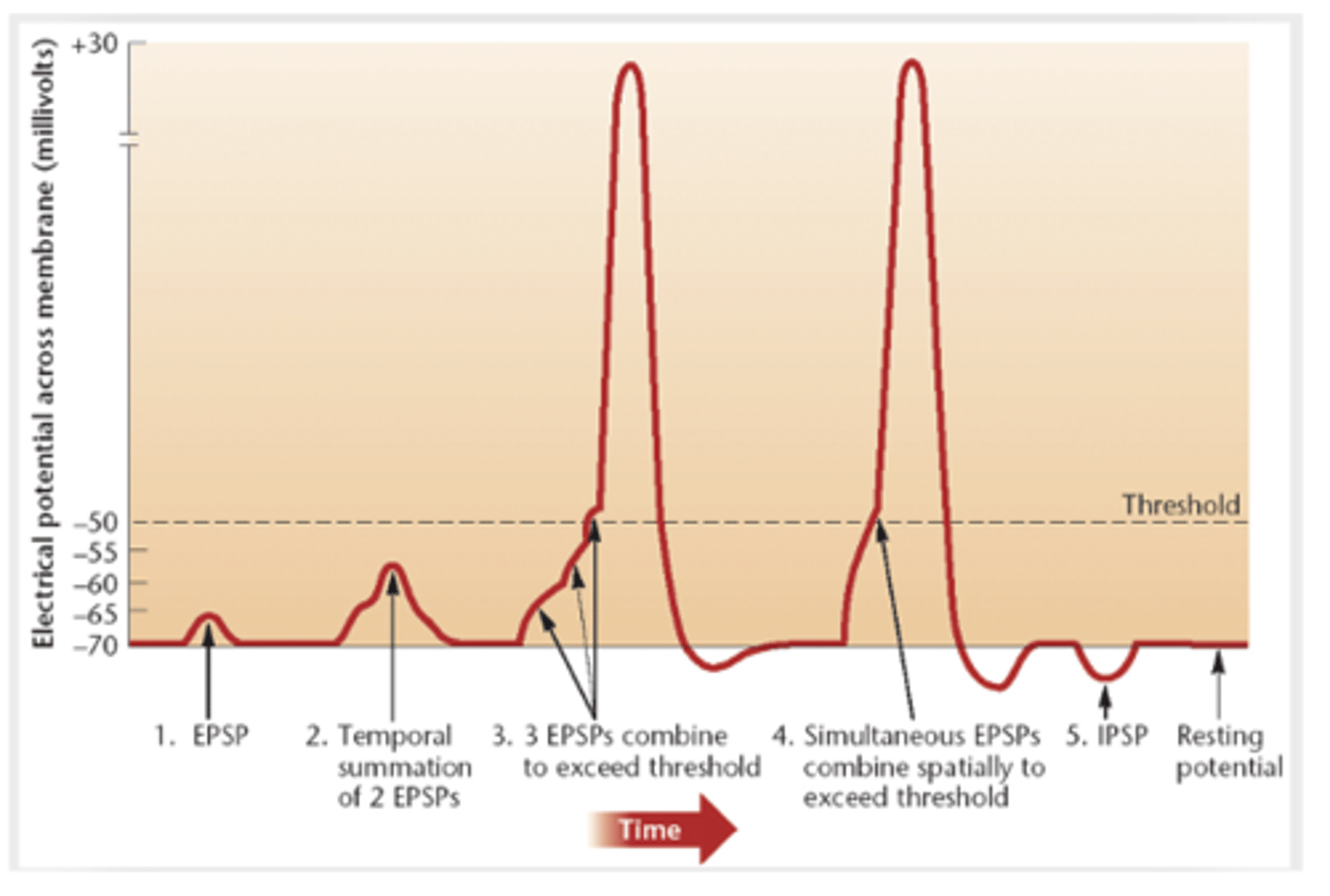 <p>when the cell depolarized enough (to <strong>threshold</strong> level of -50mV at axon hillock)</p>