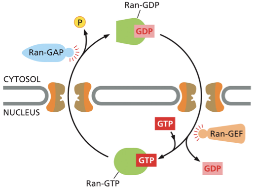 <p>Ran-GAP & Ran-GEF— ppt notes </p>
