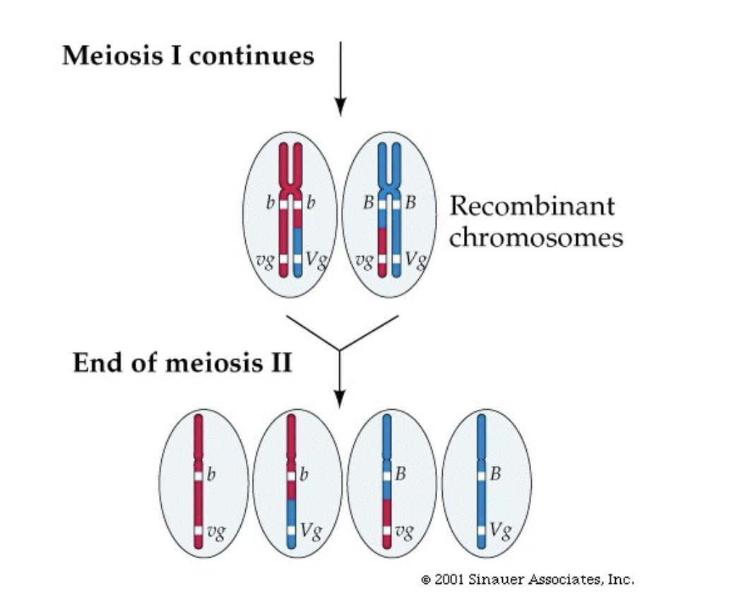 <ul><li><p>Chromatids exchange arms in prophase of meiosis 1, so if the breaking and rejoining occurs between the 2 genes you get an unexpected mix (like in fruit fly test)</p></li></ul>