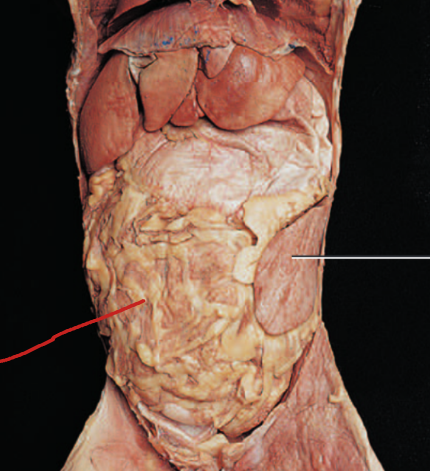 <p>protects and insulates intestines</p>