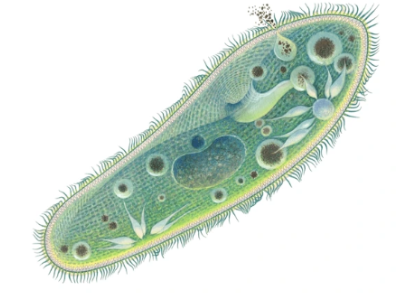 <p>What are the characteristics of ciliates? </p>
