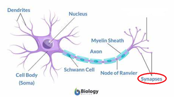 <p>the junction between two neurons or between a neuron and a muscle; tiny gaps between dendrites and axon terminals</p>