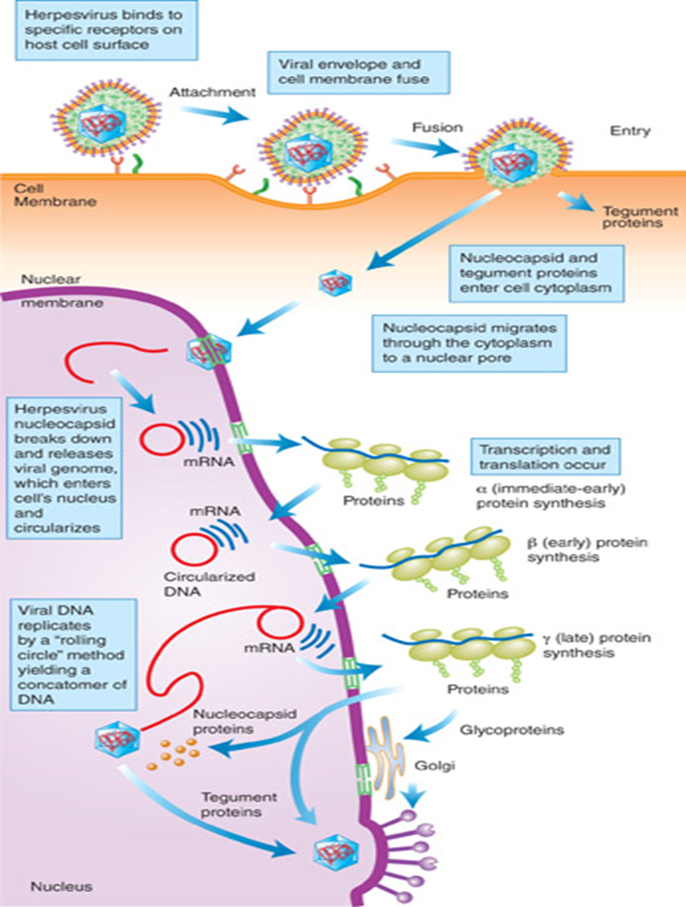 <p>receptors TNF and Nectin 1/2</p>