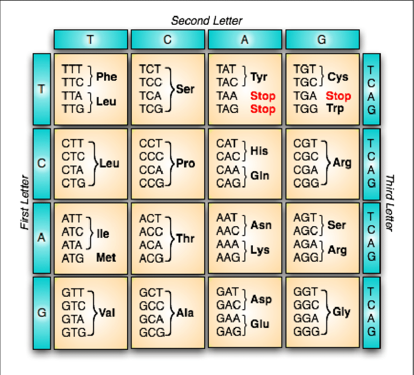 <p>it can add a stop codon,</p>
