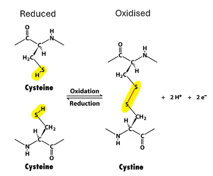 <p>Cystine can be oxidised and reduced.</p><p>When oxidised they form the disulphide bonds.</p>