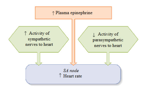 <ul><li><p><span style="color: rgb(0, 0, 0);"><span>The heart has resting autonomic tone; both the sympathetic and parasympathetic systems are active at a steady background level (called tone)</span></span></p></li><li><p><span style="color: rgb(0, 0, 0);"><span>One division of the ANS will dominate when its rate of firing raises above a tonic level while the other’s falls below</span></span></p></li><li><p><span style="color: rgb(0, 0, 0);"><span>Parasympathetic and sympathetic effects are antagonistic for heart rate</span></span><span style="color: rgb(0, 0, 0);"><br></span><span style="color: rgb(0, 0, 0);"><span>- To increase HR, sympathetic stimulation will increase while parasympathetic</span></span><span style="color: rgb(0, 0, 0);"><br></span><span style="color: rgb(0, 0, 0);"><span>stimulation will decrease; to decrease HR, the parasympathetic stimulation will</span></span><span style="color: rgb(0, 0, 0);"><br></span><span style="color: rgb(0, 0, 0);"><span>increase while sympathetic stimulation will decrease</span></span></p></li><li><p><span style="color: rgb(0, 0, 0);"><span>Under resting conditions, parasympathetic effects dominate for heart rate</span></span></p></li><li><p><span style="color: rgb(0, 0, 0);"><span>To increase HR: must increase the activity of the sympathetic division</span></span><span style="color: rgb(0, 0, 0);"><br></span><span style="color: rgb(0, 0, 0);"><span>- Increased sympathetic activity and increased release of epinephrine from the</span></span><span style="color: rgb(0, 0, 0);"><br></span><span style="color: rgb(0, 0, 0);"><span>adrenal medulla will stimulate/increase the activity of the SAN, increasing HR and CO</span></span><span style="color: rgb(0, 0, 0);"><br></span><span style="color: rgb(0, 0, 0);"><span>- As the sympathetic and parasympathetic systems are antagonistic, activity in</span></span><span style="color: rgb(0, 0, 0);"><br></span><span style="color: rgb(0, 0, 0);"><span>the parasympathetic system must be decreased when sympathetic activity is increased</span></span></p></li><li><p><span style="color: rgb(0, 0, 0);"><span>To decrease HR: must increase the activity of the parasympathetic division</span></span><span style="color: rgb(0, 0, 0);"><br></span><span style="color: rgb(0, 0, 0);"><span>- Increased parasympathetic activity will inhibit or decrease the activity of the</span></span><span style="color: rgb(0, 0, 0);"><br></span><span style="color: rgb(0, 0, 0);"><span>SAN, thereby decreasing HR and CO</span></span><span style="color: rgb(0, 0, 0);"><br></span><span style="color: rgb(0, 0, 0);"><span>- As the sympathetic and parasympathetic systems are antagonistic, activity in</span></span><span style="color: rgb(0, 0, 0);"><br></span><span style="color: rgb(0, 0, 0);"><span>the sympathetic system must be decreased </span></span></p></li><li><p><span style="color: rgb(0, 0, 0);"><span>Sympathetic and parasympathetic effects on the heart are extrinsic factors or theyn originate outside the heart</span></span></p></li><li><p><span style="color: rgb(0, 0, 0);"><span>Important: the conducting myocytes in the heart are responsible for initiating the heart rate; cells of the SA node are the heart’s pacemaker generating the APs that are responsible for the HR</span></span></p></li><li><p><span style="color: rgb(0, 0, 0);"><span>Sympathetic stimulation of the SAN → increases the slope of the pacemaker potential causing a faster depolarization to threshold; faster rise to threshold increases heart rate</span></span></p></li><li><p><span style="color: rgb(0, 0, 0);"><span>Sympathetic stimulation increases the slope of the pacemaker potential by</span></span><span style="color: rgb(0, 0, 0);"><br></span><span style="color: rgb(0, 0, 0);"><span>increasing the permeability of the F-type and T-type channels</span></span><span style="color: rgb(0, 0, 0);"><br></span><span style="color: rgb(0, 0, 0);"><span>- F-type channels allow Na+ to enter the cell, T-type channels allow Ca2+ to enter the cell. More positive charge enter into the cell, bringing them to threshold more rapidly</span></span></p></li><li><p><span style="color: rgb(0, 0, 0);"><span>Parasympathetic stimulation of the SAN → decreases the slope of the pacemaker potential causing a slower depolarization to threshold or takes more time; decreases heart rate</span></span></p></li><li><p><span style="color: rgb(0, 0, 0);"><span>Parasympathetic stimulation decreases the slope of the pacemaker potential by:</span></span><span style="color: rgb(0, 0, 0);"><br></span><span style="color: rgb(0, 0, 0);"><span>- Decreasing F-type channel permeability, reducing the movement of Na+ into the cells</span></span><span style="color: rgb(0, 0, 0);"><br></span><span style="color: rgb(0, 0, 0);"><span>- Increasing K+ channel permeability, causing more K+ to leave the cell, making the cell more negative inside</span></span><span style="color: rgb(0, 0, 0);"><br></span><span style="color: rgb(0, 0, 0);"><span>- The pacemaker potential starts from a more negative value, closer to the equilibrium potential for K+, taking more time to</span></span><span style="color: rgb(0, 0, 0);"> </span><span style="color: rgb(0, 0, 0);"><span>reach threshold</span></span></p></li></ul><p><span style="color: rgb(0, 0, 0);"><br></span></p><p></p>