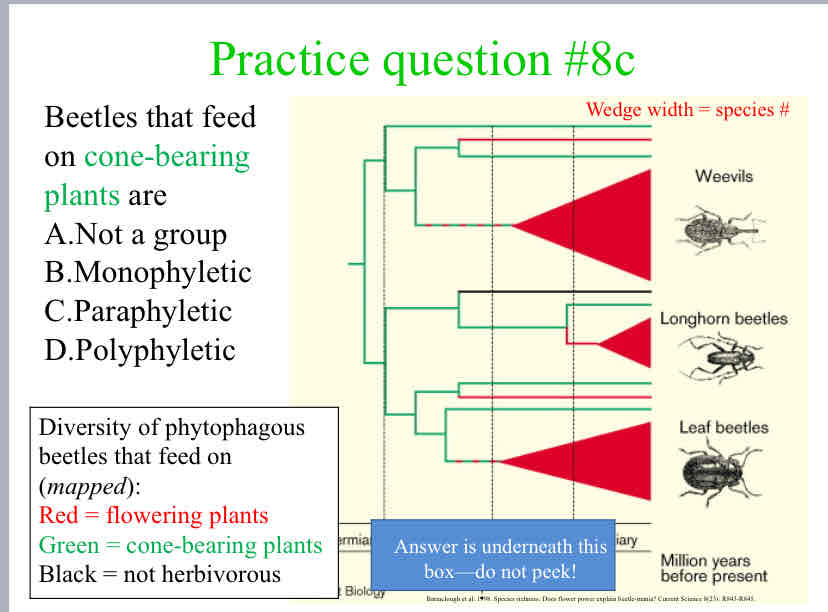 <p>Beetles that feed on cone-bearing plants are</p>