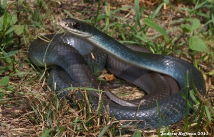<p>generalists; all of GA; smooth, almost glossy scales; blueish-black color; white chin that turns gray on belly; active hunters with proportionally large eyes</p>