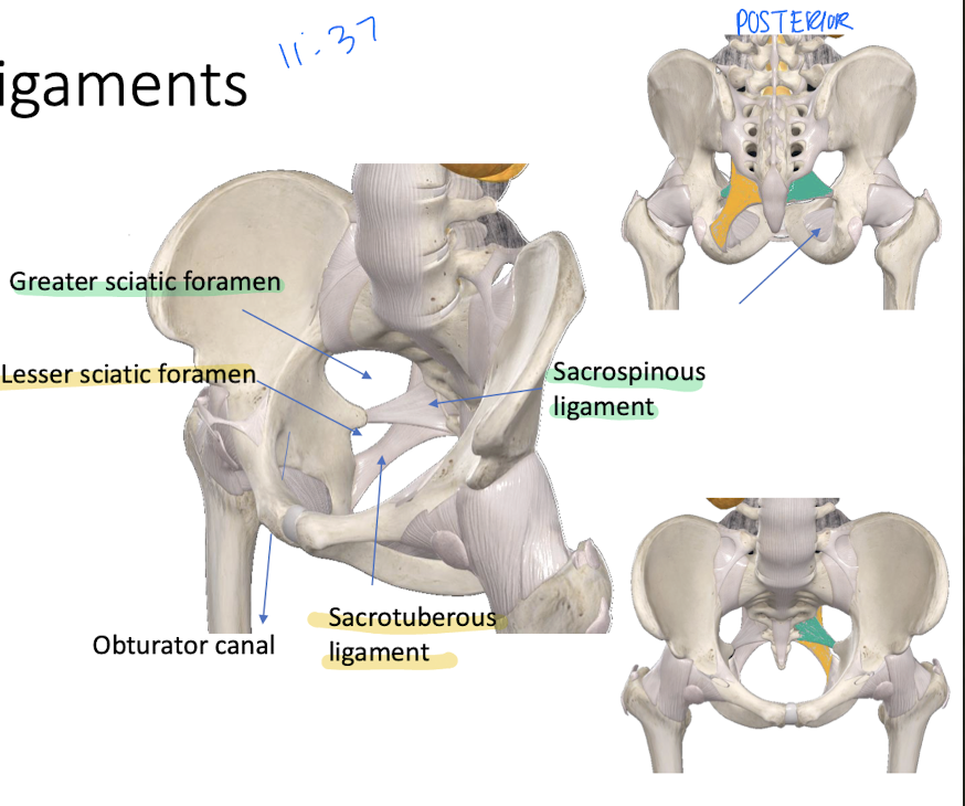 <p>Transform the greater and lesser sciatic notches into the <u>greater and lesser sciatic foramina.</u></p>
