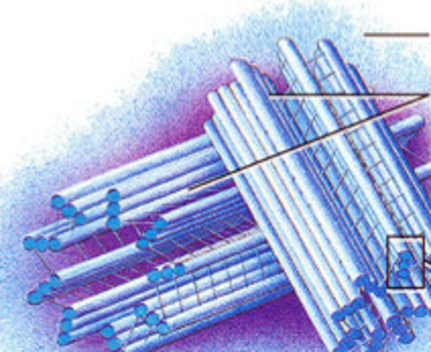 <p>Best studied microtubule-organizing centers in animals.</p>